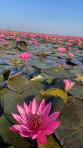 ทะเลบัวแดง กุมภวาปี เช่ารถอุดรขับเองราคาถูก friendscarrent