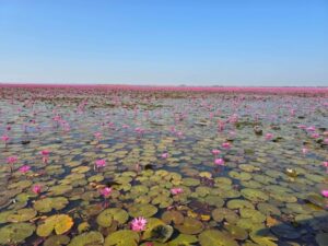 ดอกบัวบานสะพรั่งที่ทะเลบัวแดง อุดรธานี ด้วยบริการรถเช่าอุดร friendscarrent